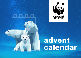 WWF: адвент-календерь от белого медведя